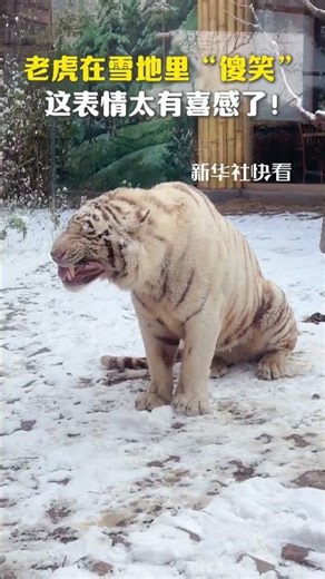 The tiger is "laughing" in the snow, and its expression is hilarious!