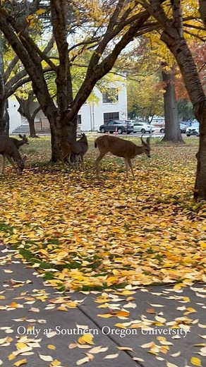 Embracing the serenity of our beautiful campus, where even the deer are captivated by its charm.🦌 | Southern Oregon University