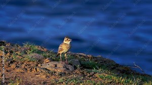 Eurasian skylark singing in the morning on the Qimei island.