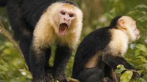 A warning call in the rainforest