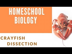 HOMESCHOOL BIOLOGY CRAYFISH DISSECTION