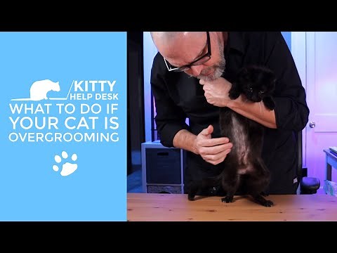 How to Stop a Cat from Pulling Its Hair Out
