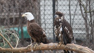 Injured bald eagle thrives at Detroit Zoo