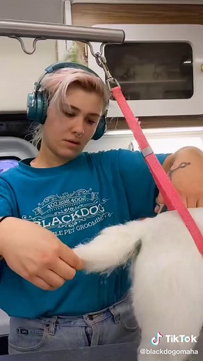 Reply to @carli_pantelas The Westie Cut Explained #westie#westhighland...