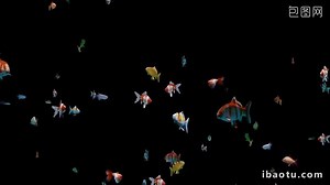 Small Fish Swimming In The Video MP4 Template Free Download - Pikbest