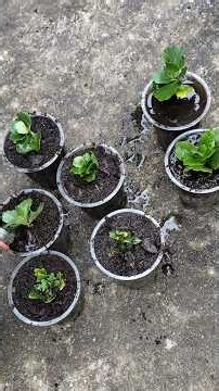 Kalanchoe Propagation & Planting | Easy Growing Method 🌿 #Shorts