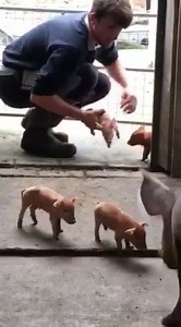 Greenlands Farm Village on Reels