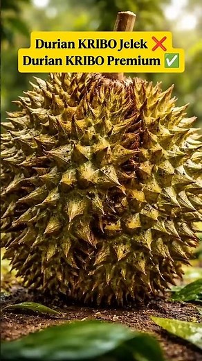 Why Are Durian Thorns Curled? Here's a Brief Explanation