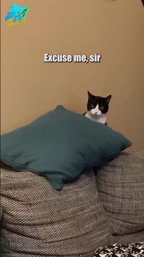 Excuse me Sir! Cat #cat #funnyanimals #shorts
