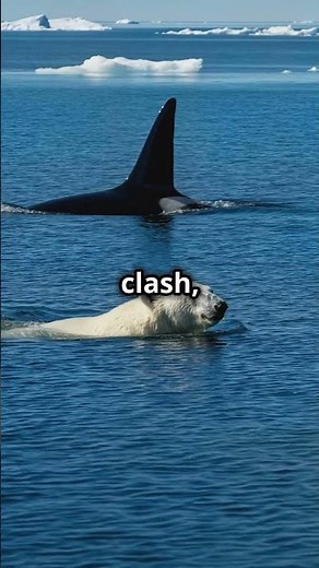 POLAR BEAR vs ORCA! #shorts #polarbear #orca #orcas #animals #nature #animalfight #wildlife #trend