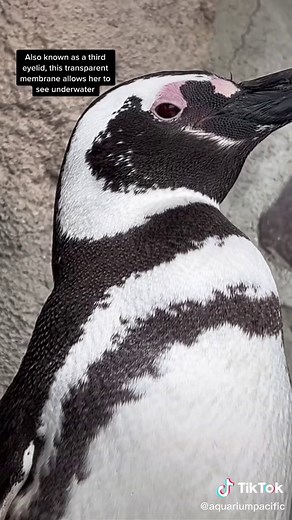 Amazing Penguin Adaptation: Nictitating Membrane Explained