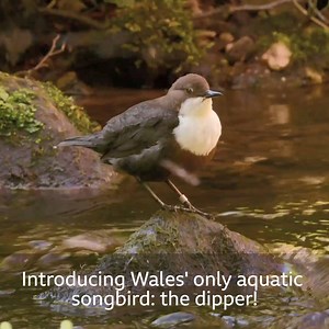 4M views · 1.3K reactions | Dippers have the amazing ability to swim and catch food under water! Wales: Land of the Wild Thursday, 8pm BBC One Wales / BBC iPlayer | BBC Cymru Wales | Facebook