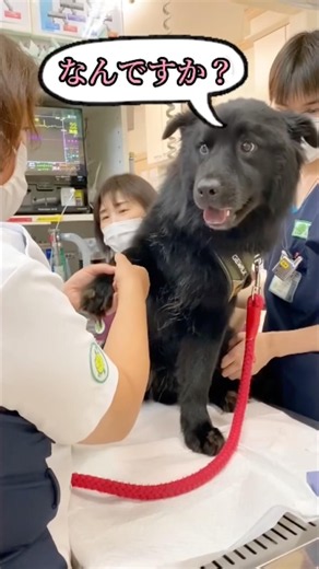 大型犬のケア🫧 #大型犬 #動物病院 #大型犬のいる生活