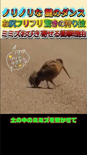 [Funky Walk] Birds Shimmying Their Butts Across the Ground?! Turns Out It's a Genius Hunting