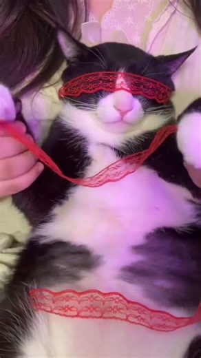 Revisit the Xiao Shao Dance: A Cat Gesture Extravaganza