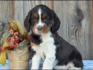 English Springer Spaniel Puppies for Sale
