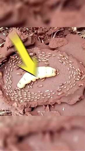 Understanding why Termites Kill Their Queen