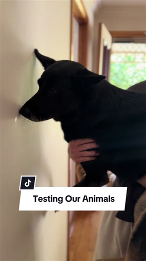 Understanding Pets: Smart vs. Dumb Animals