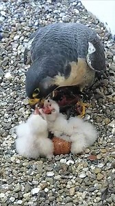 113K views · 1.2K reactions | [ E#332 ] - Review bird nest family daily life in their nest | Review mother birds bring food to feed her chicks in the nest!! #reviewbirdnest #birdslover #naturelovers #birdsounds #birdschirping #birdsofinstagram #birdlife #birds #birdswatching #birdsnest #wildbirdsphotography #birdsforest | Bird Plus Nature | Facebook