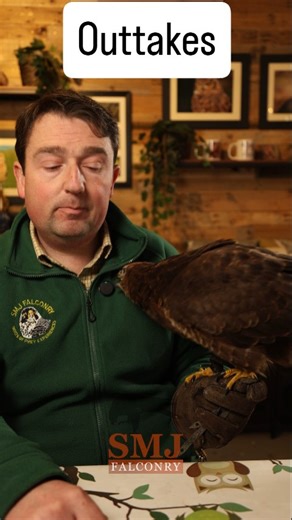 Another batch of outtakes! #outtakes #smjfalconry #birdsofprey #raptors #canonr6markii | SMJ Falconry