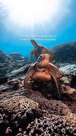 Green Sea Turtles, doing what they do. Wilson Island 🐢 🎥 Ross Longo | Turtles of Moreton Bay