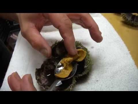Opening and Serving Live Sea Urchin - How To Make Sushi Series