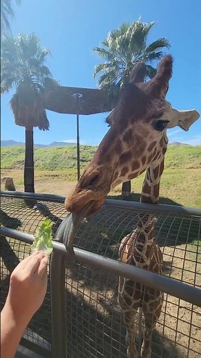 Feeding a Giraffe #SoCal #PalmDesert Grrrrrr