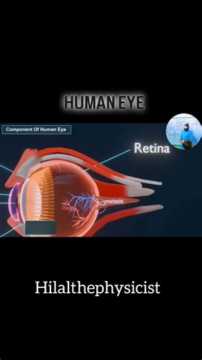 Human Eye #physics #facts #infoknow #students #humaneye #optics #eyes #science