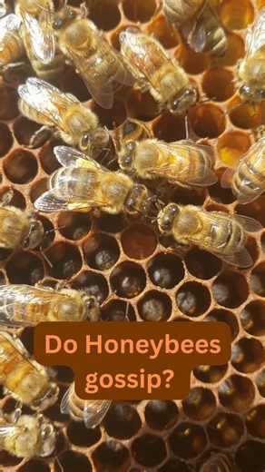 1.8K views · 39 reactions | These honeybees are transferring nectar and communicating with their antenna! #Honeybees #BeeCommunication #BeeFacts #Pollinators #NatureLovers #InsectLife #SaveTheBees #Beekeeping #beekeeper  | BeensBees | Facebook