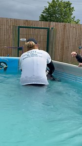 Boston terrier Bella is a speedy swimmer, look at her Goooo! 🐾💦💕🇬🇧 | Canine Dip and Dive Maldon