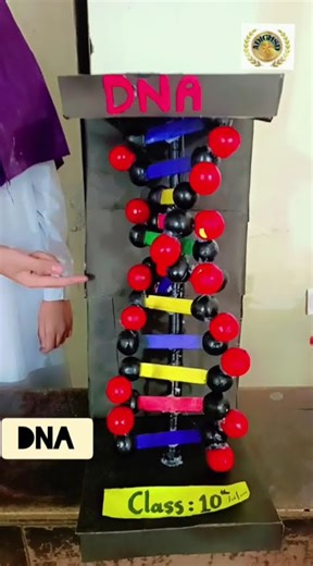 DNA Model Presentation | Iqbal Day Celebrations | Nov 9 2025 #class #adighssd #education