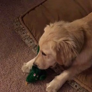 404K views · 68 reactions | How to make your dog's day? bring her favorite toy to life  | Challenge 22 | Facebook
