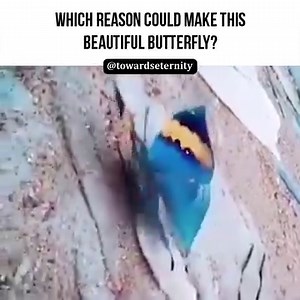 4.7K views · 215 reactions | But if such a man attains to Divine guidance and belief enters his heart, and if the tyranny of his soul is smashed and he heeds God’s Book, [...] Then the universe will suddenly take on the colour of day and be filled with Divine light. The world will recite the verse,God is the light of the heavens and the earth. Risale-i Nur Collection | Picture & Photo | Facebook