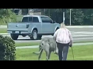 Woman walking massive BEAST in viral video amazes viewers who debate whether it's a wolf or a dog