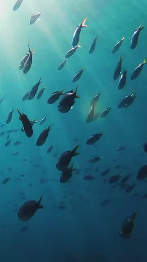 5.4K views · 139 reactions | Sea adventures in Muscat, Oman   Shangri-La Al Husn, Muscat : [shangrilaalhusn]  omanpocketguide.com #OmanPocketGuide #Oman #MyOman #TravelToOman #Travel #Tourism #Viral #Trending #reels #oman_reels #uae #dubai #abudhabi #qatar #ksa #gcc #Italia #Deutschland #US #EU #UK #Britain #France #Schweiz #India #MiddleEast #adventures | Oman Pocket Guide | Facebook