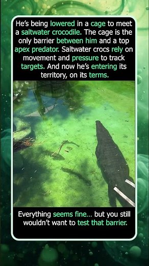 Cage Dive With a Giant Saltwater Crocodile