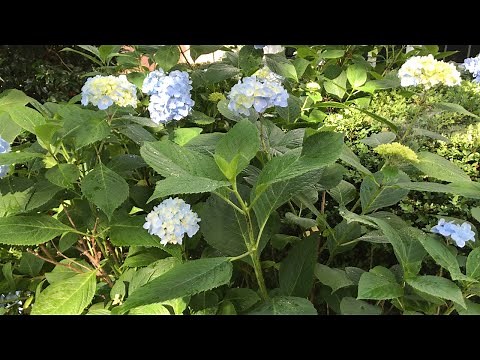 Propagate woody plants from cuttings