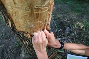 Inside the battle against emerald ash borer
