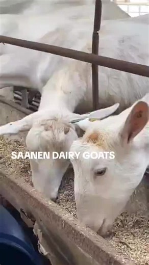 #dairygoats #goatfarming #dairyfarming #gichehafarm #livestockfarming