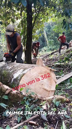 Logging Operation in Dense Forest: Chainsaw Usage