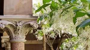 Academy Award-winning actress Louise Fletcher, H-’82, dies; parents were Gallaudet alumni | University Communications | Gallaudet University