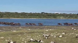 66K views · 9.3K reactions | #MigrationUpdate 29 December 2022 - Straight into the action, herds cross lake Ndutu as they reach the southern plains, they are still in “crossing” mode with Daniel Clement not missing a thing this year!! Well done Daniel! The show must go on!! #tanzaniaunforgettable #MigrationUpdates #safari #wildebeest #calving #greatmigration #ndutu #serengeti #camping #canon #canonphotography | Great Migration Camps | Facebook