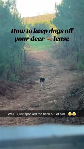 Effective Ways to Keep Dogs Off Your Hunting Property