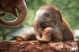 Baby Chaba - Save Elephant Foundation