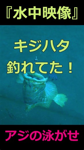 キジハタ釣りの魅力を水中映像で紹介！