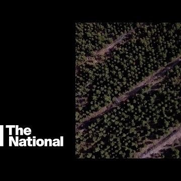 Drone footage shows mass desert tree planting in China