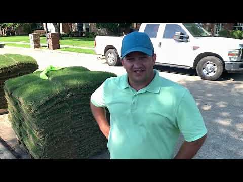 Zeon vs Palisades Zoysia Grass