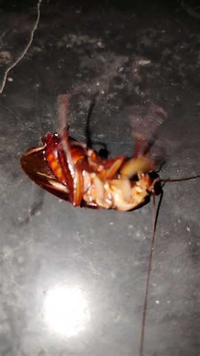 Cockroach sound #youtubeshorts #insects #cockroach #short