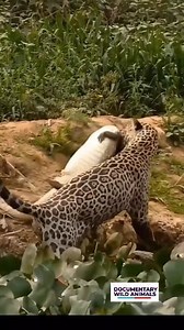 ‎The Jaguar’s Deadly Ambush ‎In the mysterious waterways of the Amazon, jaguars rule as stealthy assassins, stalking caiman from the shadows. These apex predators are masters of surprise, creeping silently through dense foliage #documentarywildanimal #vairalreels #animal #wildlifephotography #wildanimals #natgeowild #jaguar | Nischa Shah