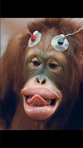 Scientific Validation of Communicating with Animals#shorts